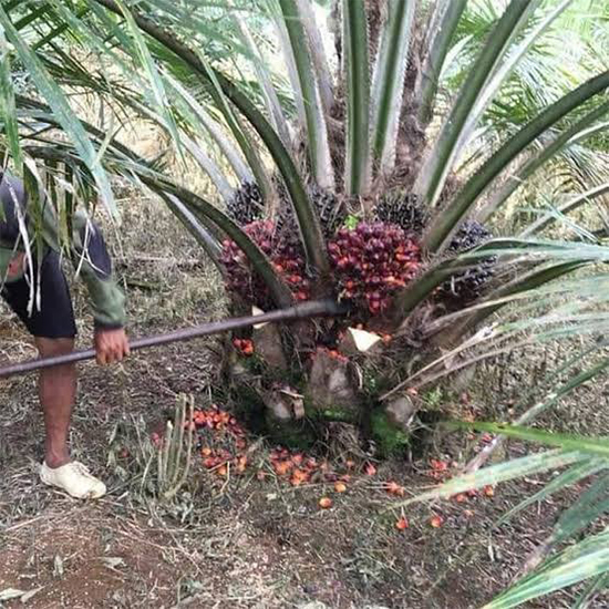 mountain peak concept crop project