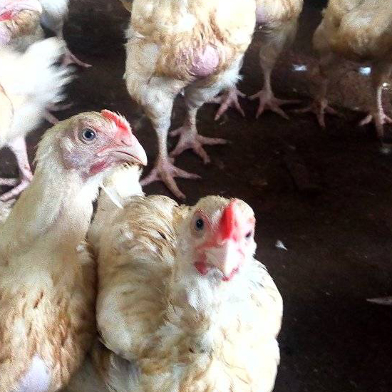 mountain peak concept livestock