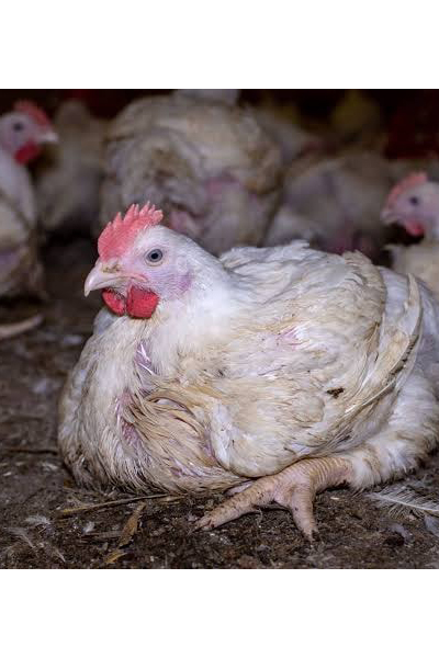 mountain peak concept livestock project image